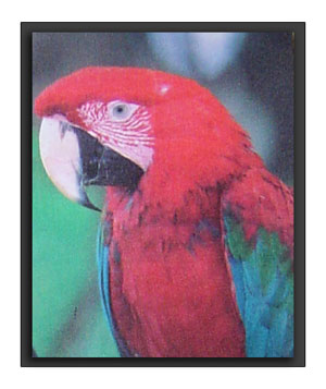 parrot_300